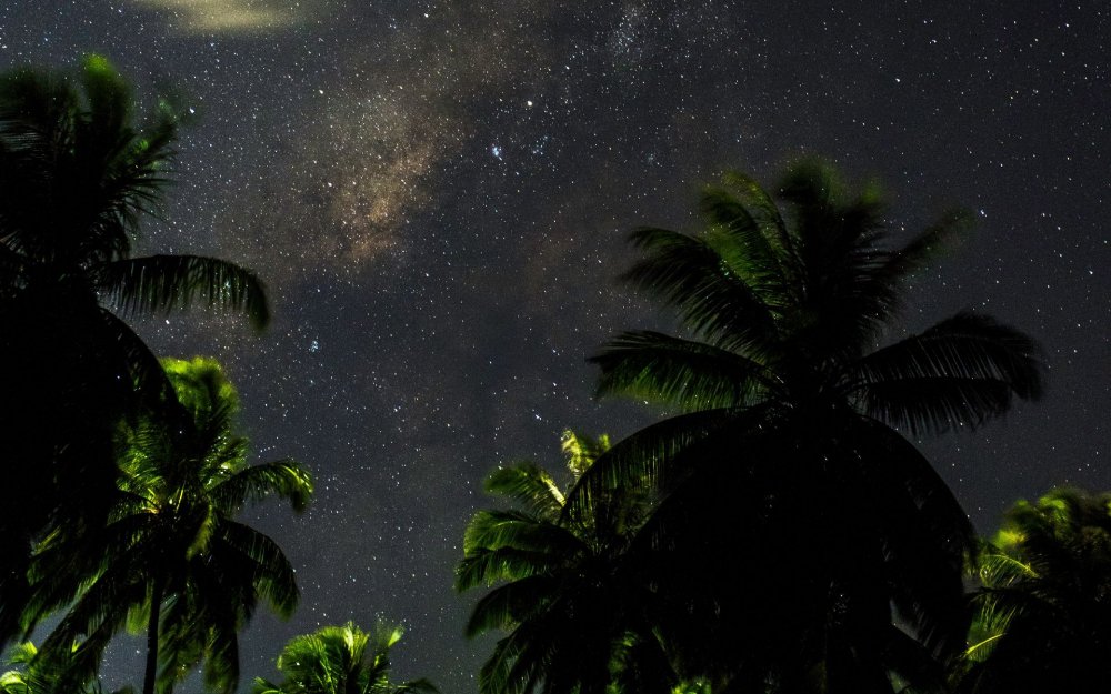Тропический лес ночью