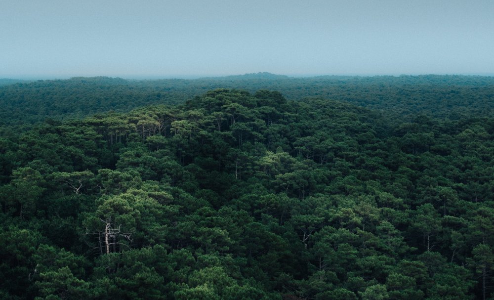 Бразилия тропические леса Сельва 8k