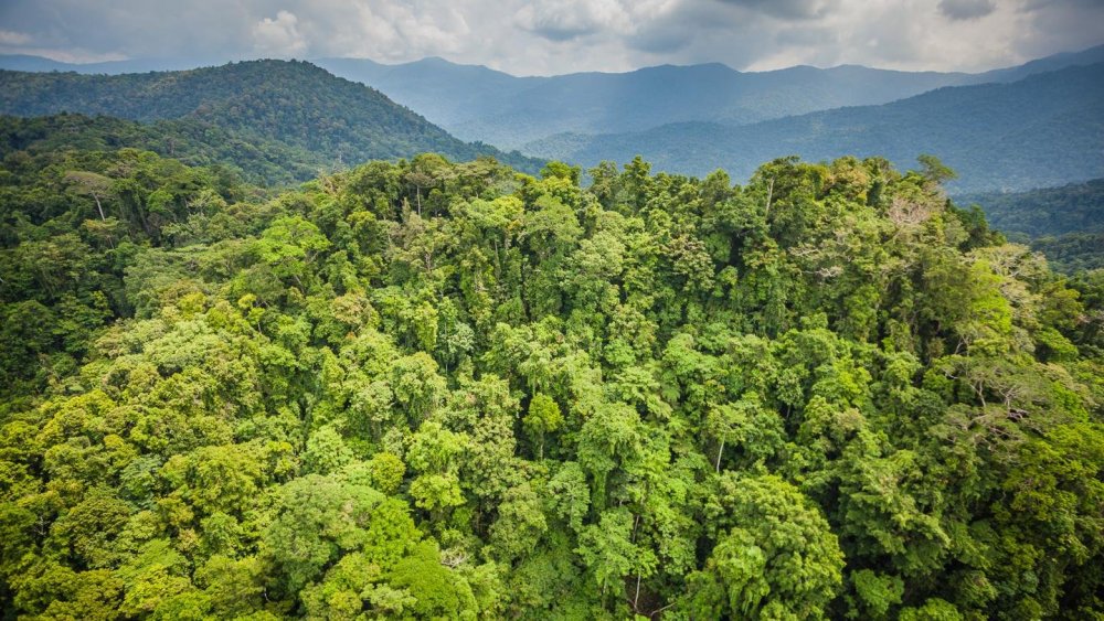 Папуа новая Гвинея тропический лес