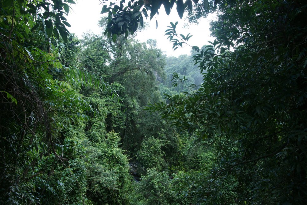 Лакандонский лес в Мексике