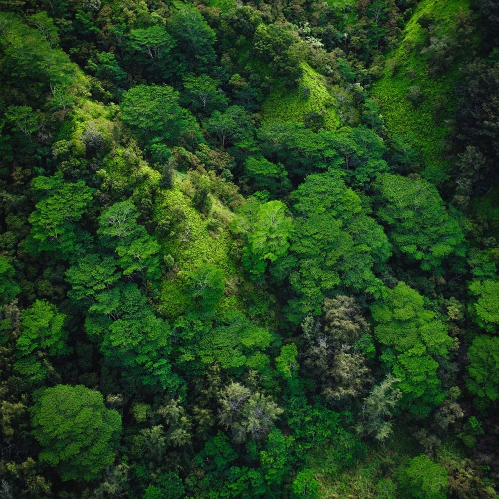 Тропический лес Фиджи