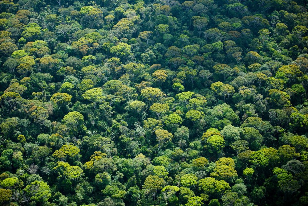 Галерейные леса Бразилии