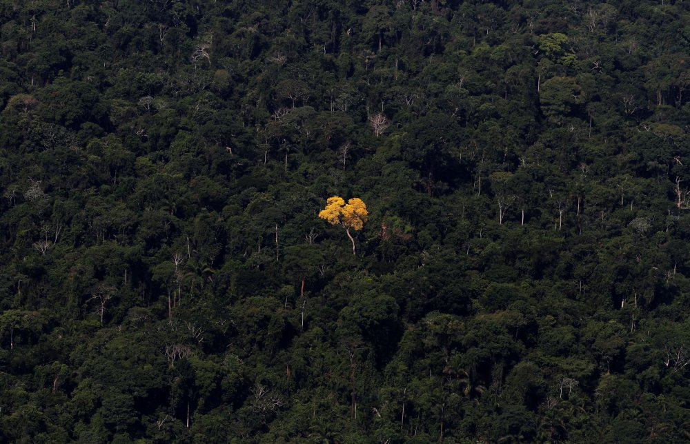 Тропические леса с высоты