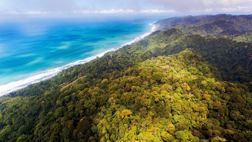 Корковадо национальный парк Коста-Рика