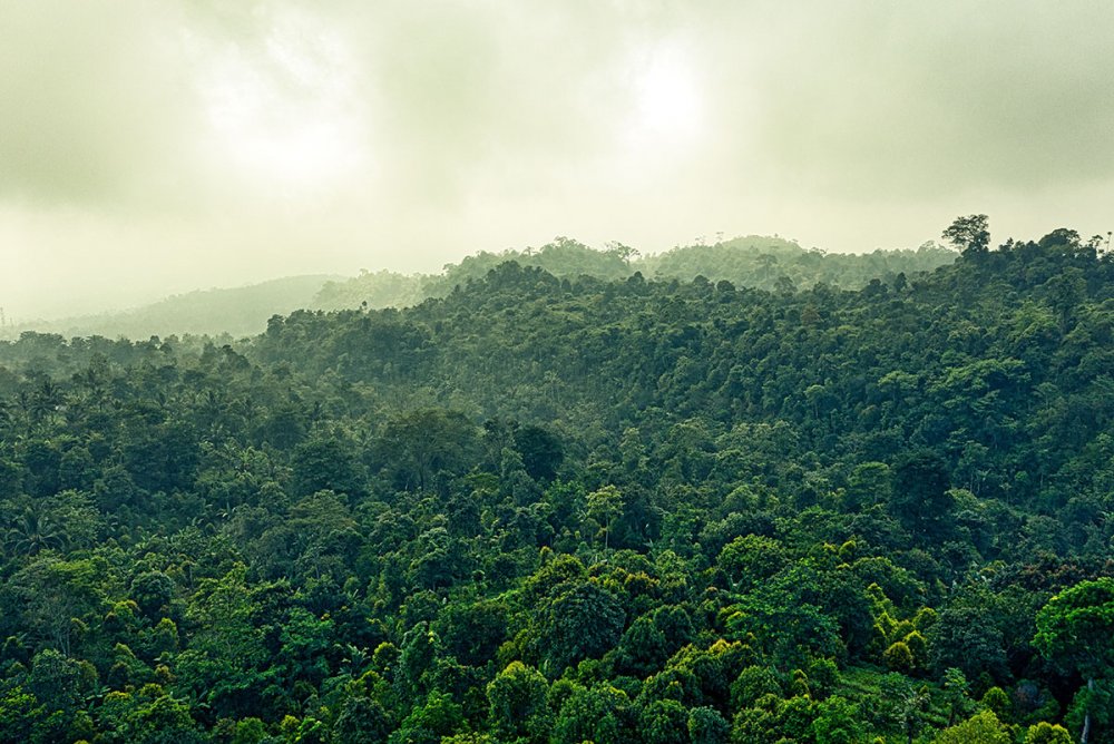 Влажные вечнозелёные тропические леса Бали