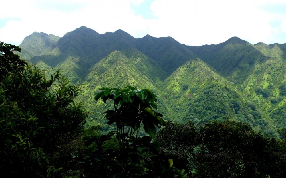 Тропические леса Гималаи