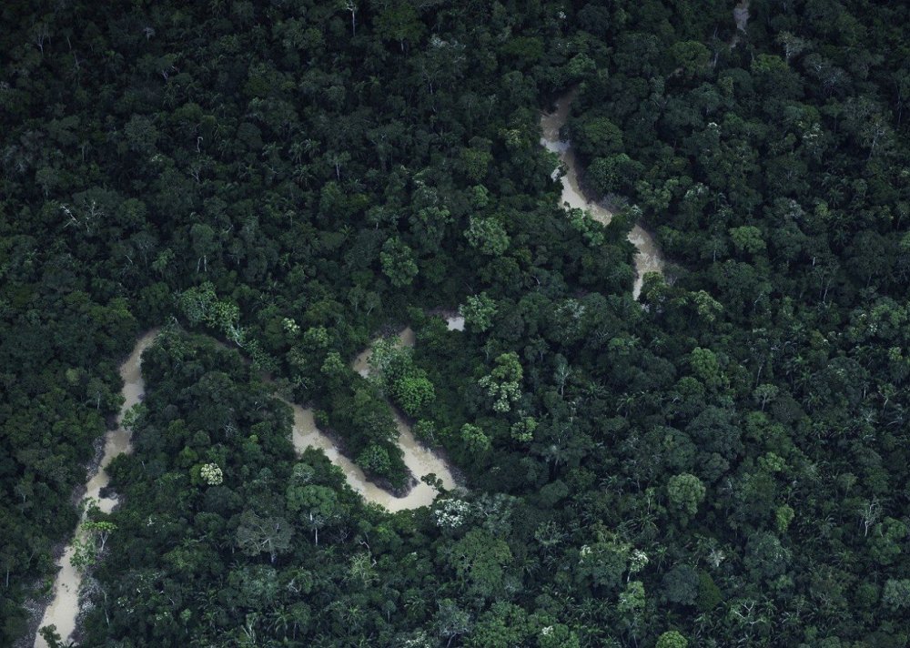 Вырубка лесов в джунглях