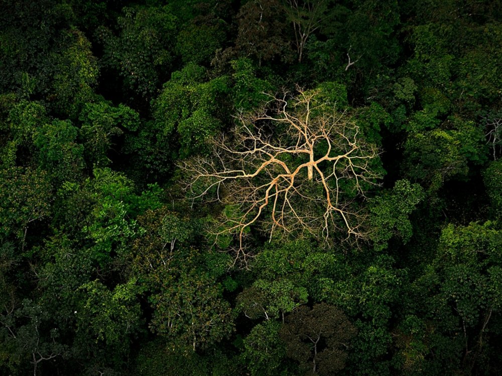 Средний ярус тропического леса