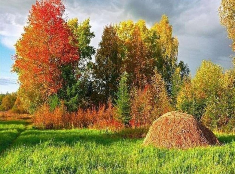 Осенний лес в деревне