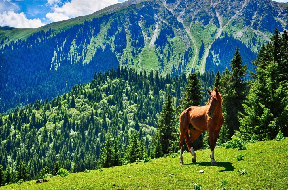 Природа Кыргызстана Каркыра