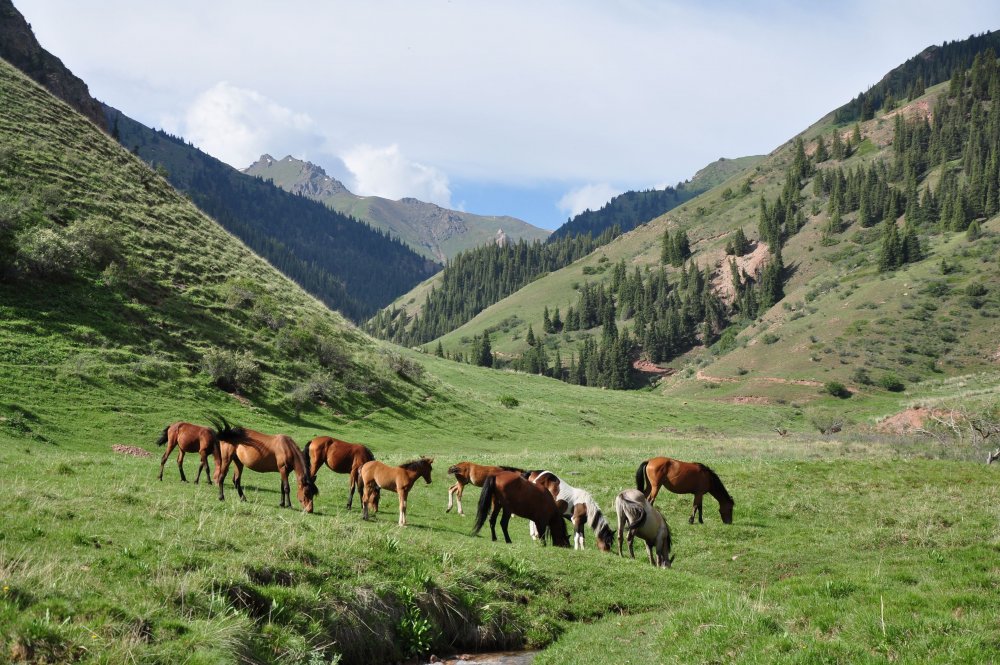 Природа Кыргызстана горы жайлоо