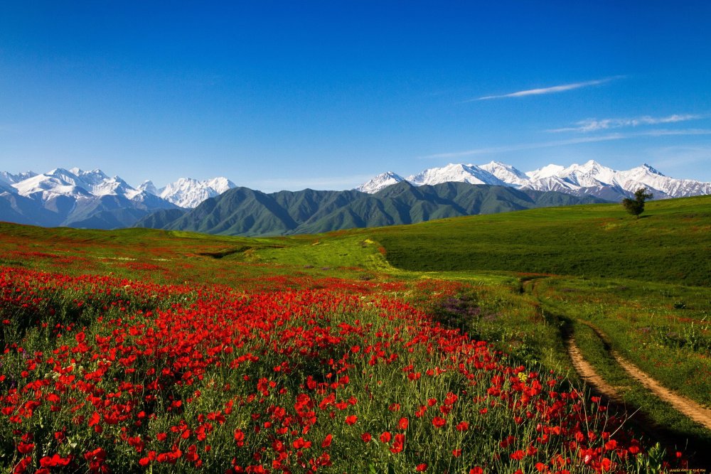 Природа Киргизия Тянь-Шань