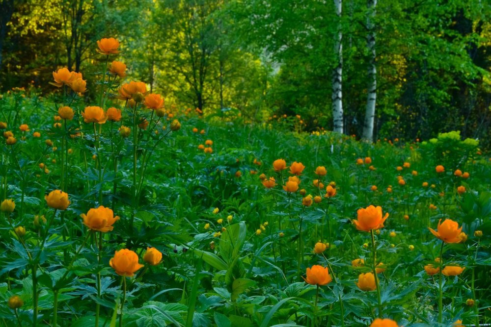 Цветы жарки Сибирские Лесные