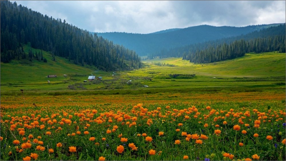 Алтай цветы Уймонская ;Долина