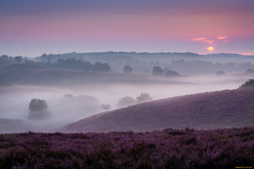 Вересковое поле Англия туман