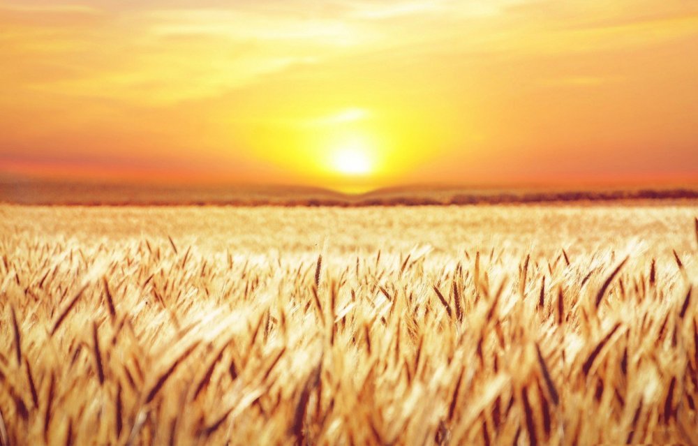 Пшеничное поле солнце