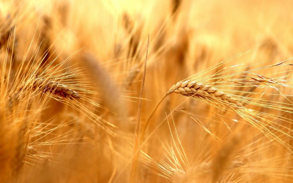 Пшеница фон
