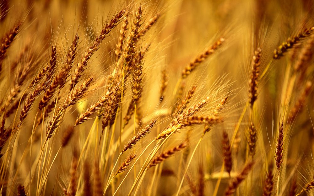 Грекум пшеница