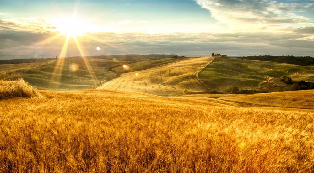 Дорога в поле пшеницы
