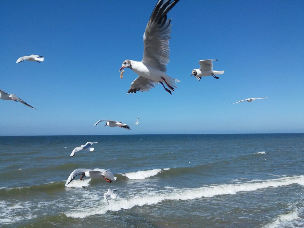Чайки Балтийского моря