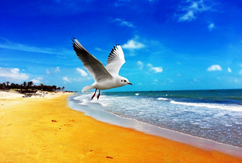 Море птицы пляж