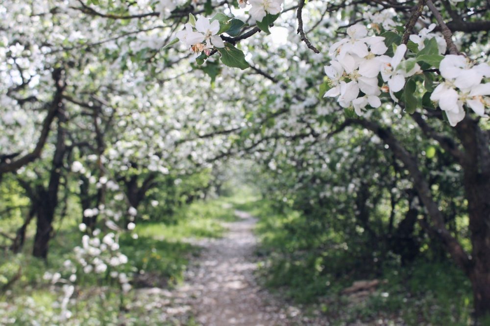 Ясная Поляна цветение яблонь
