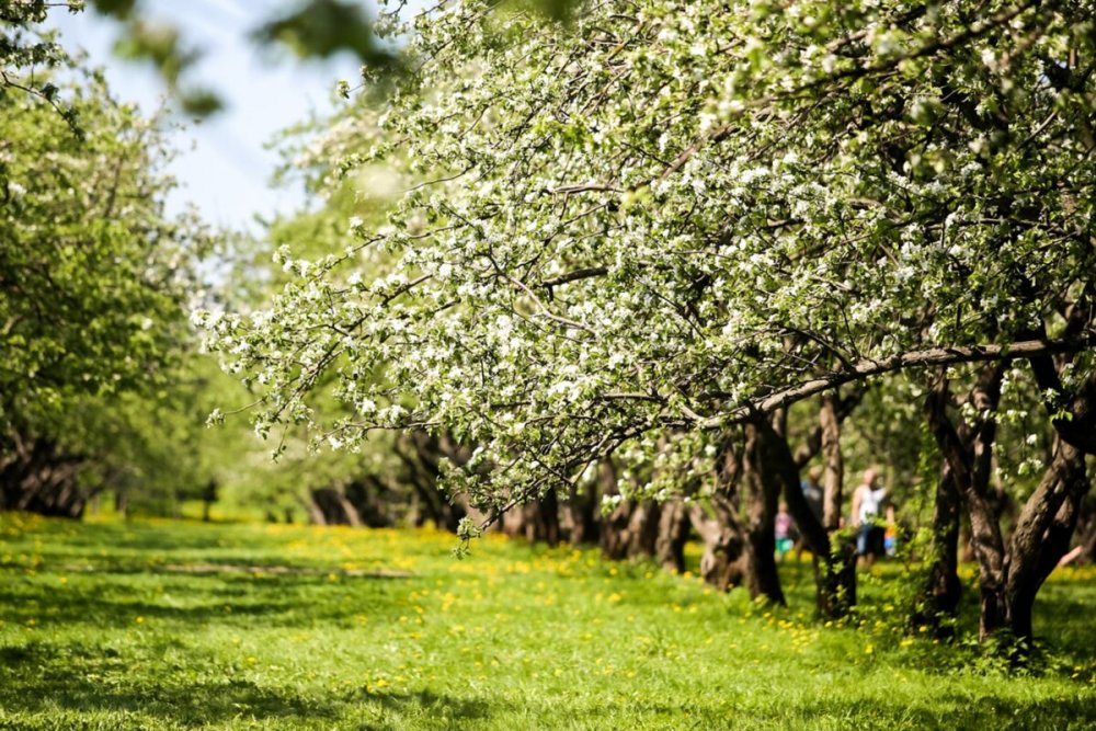 Яблоневые сады в Коломенском парке