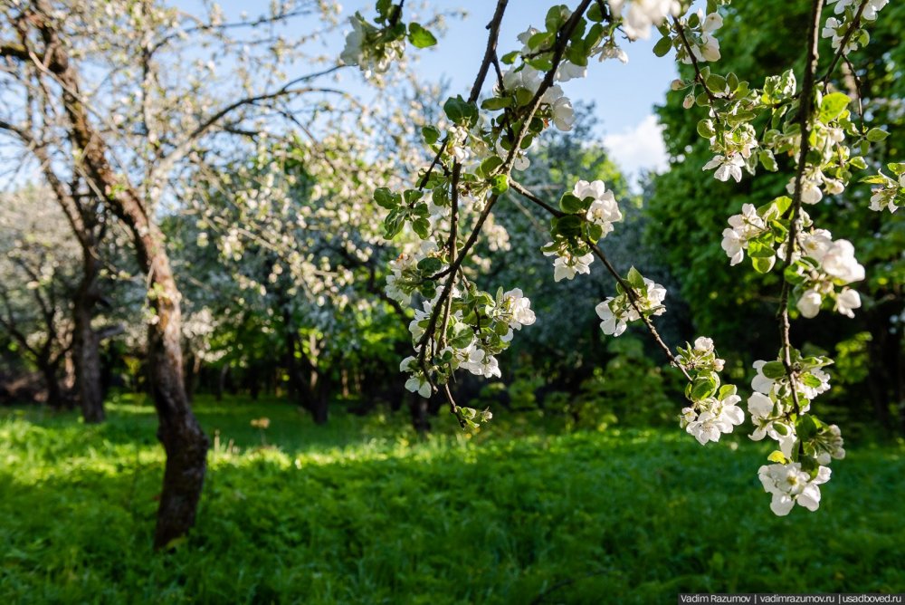 Яблоневые цветущие сады Приднестровья