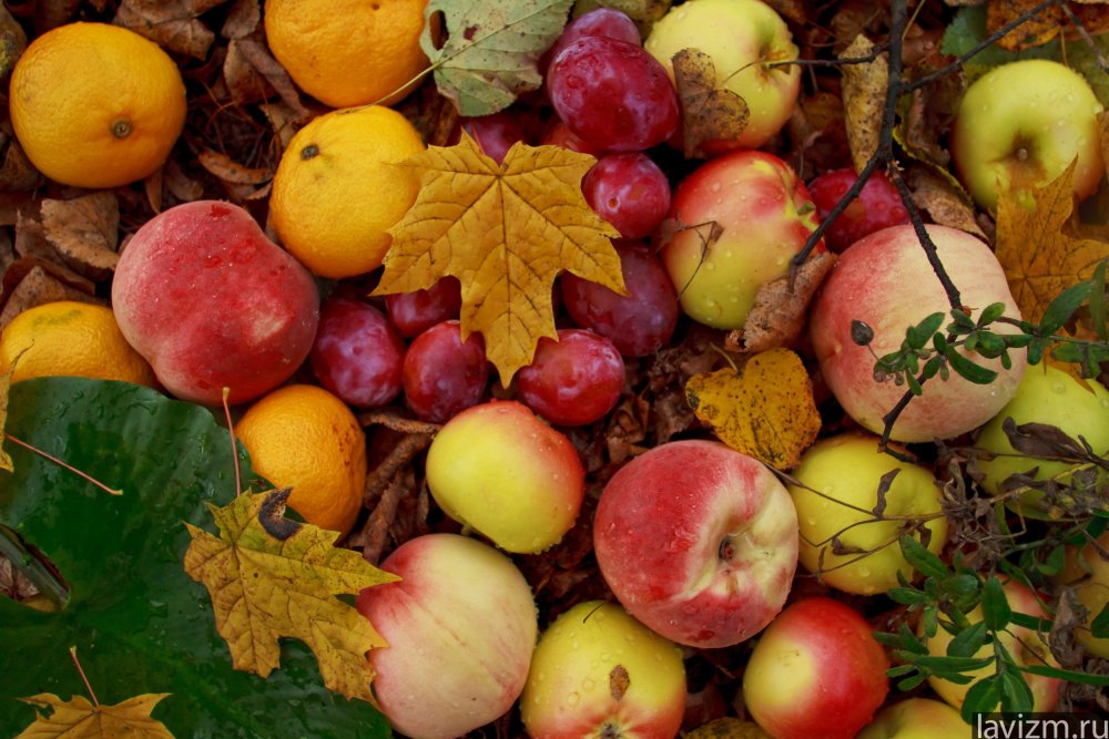 Осень фрукты