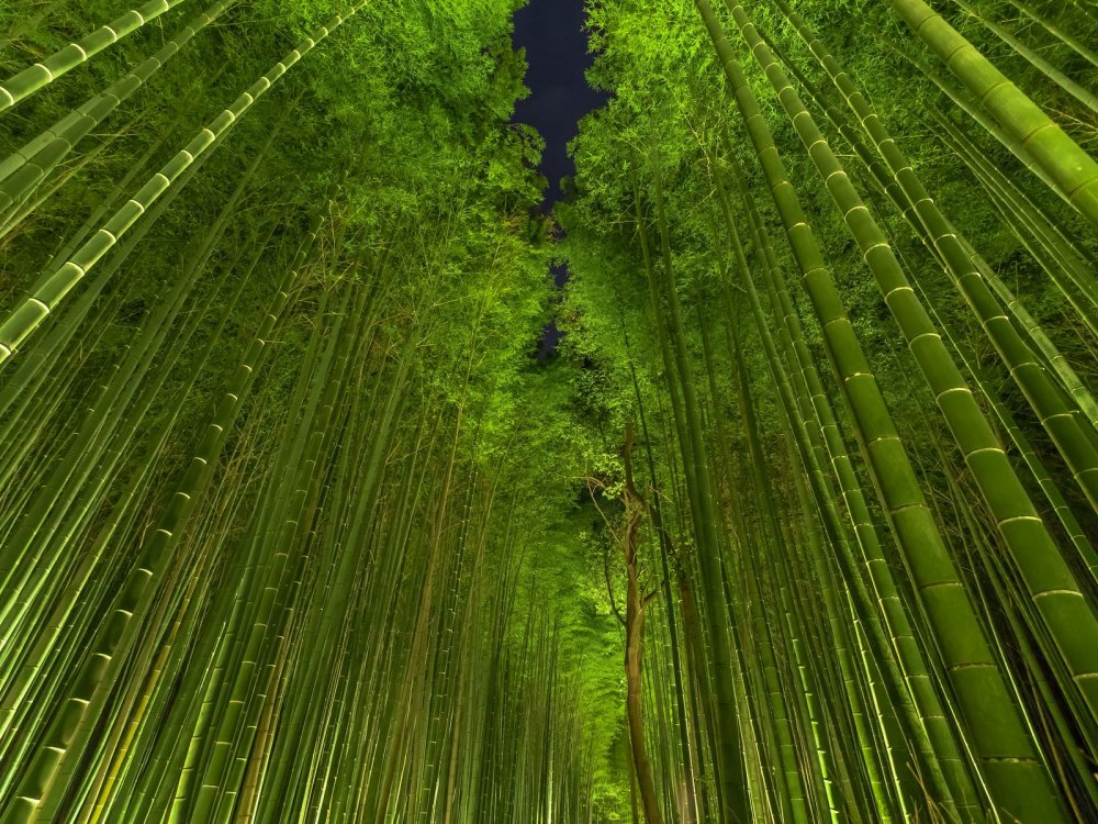5 Бамбуковый лес Сагано (г.Киото)