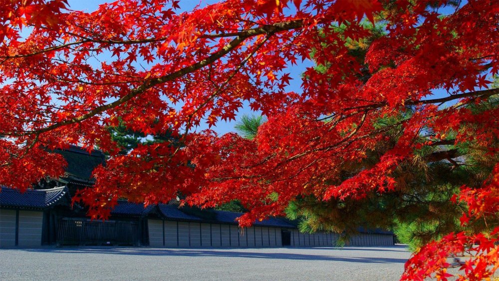 Красный клен японский дерево