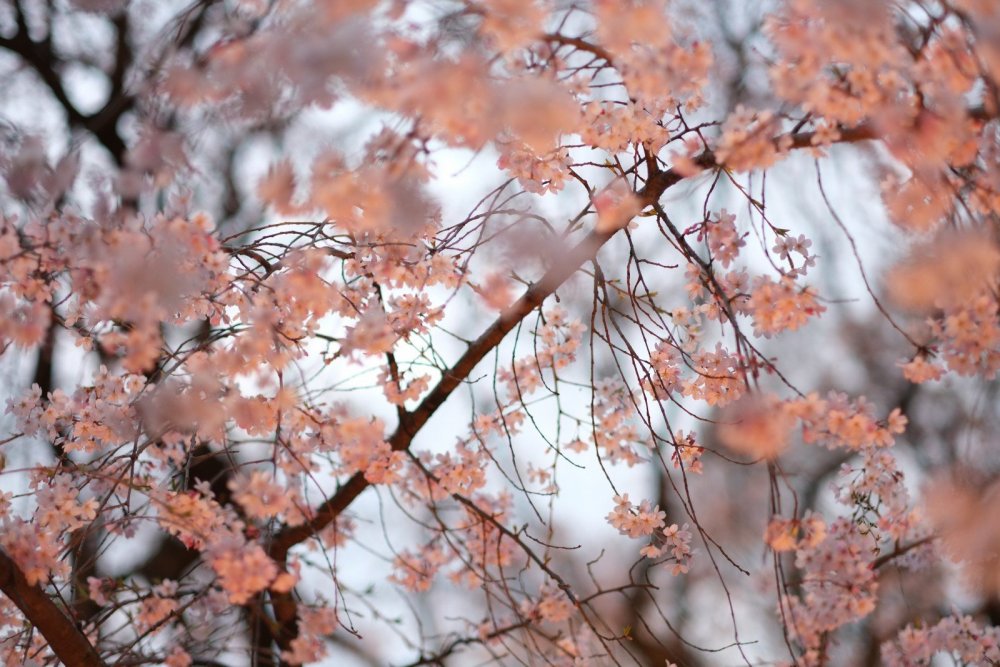 Дерево Сакура осенью
