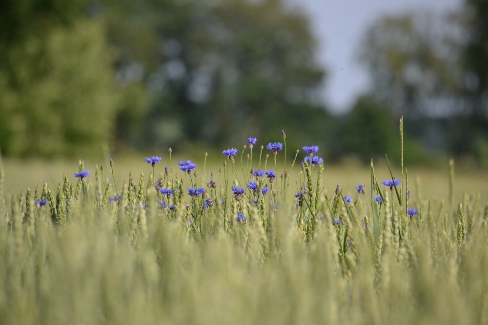 Голубые цветы в поле