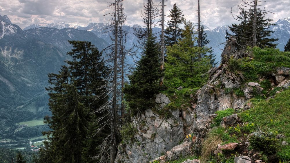Скалистый лес Швейцария