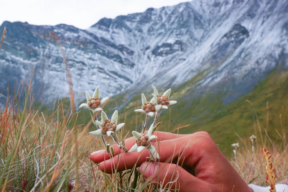 Эдельвейс кавказский цветок