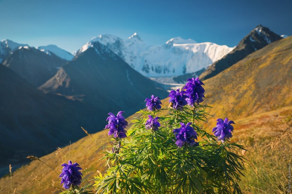 Горный цветок Алтайский Аконит