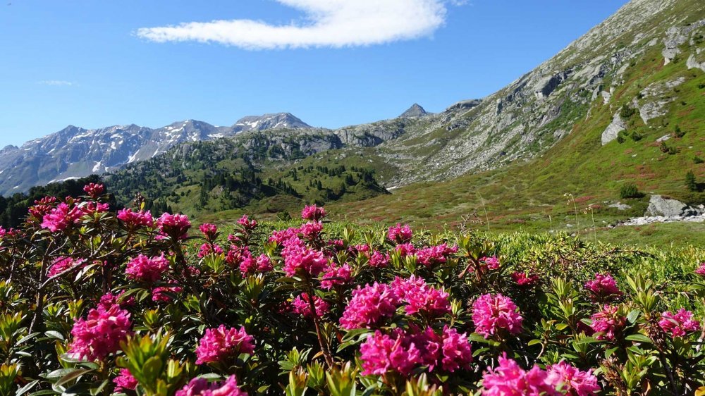 Швейцария Альпийская роза