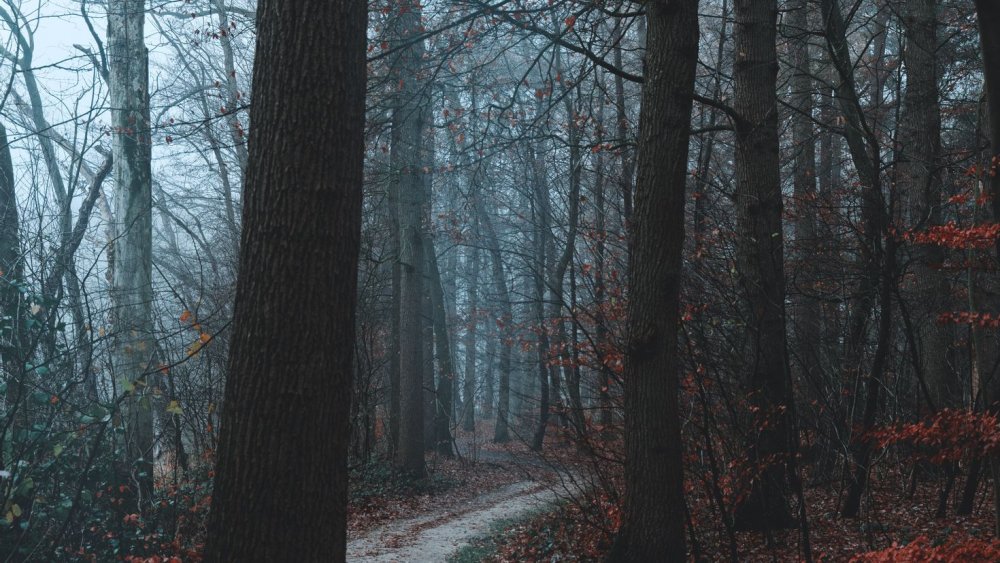 Мрачный осенний лес