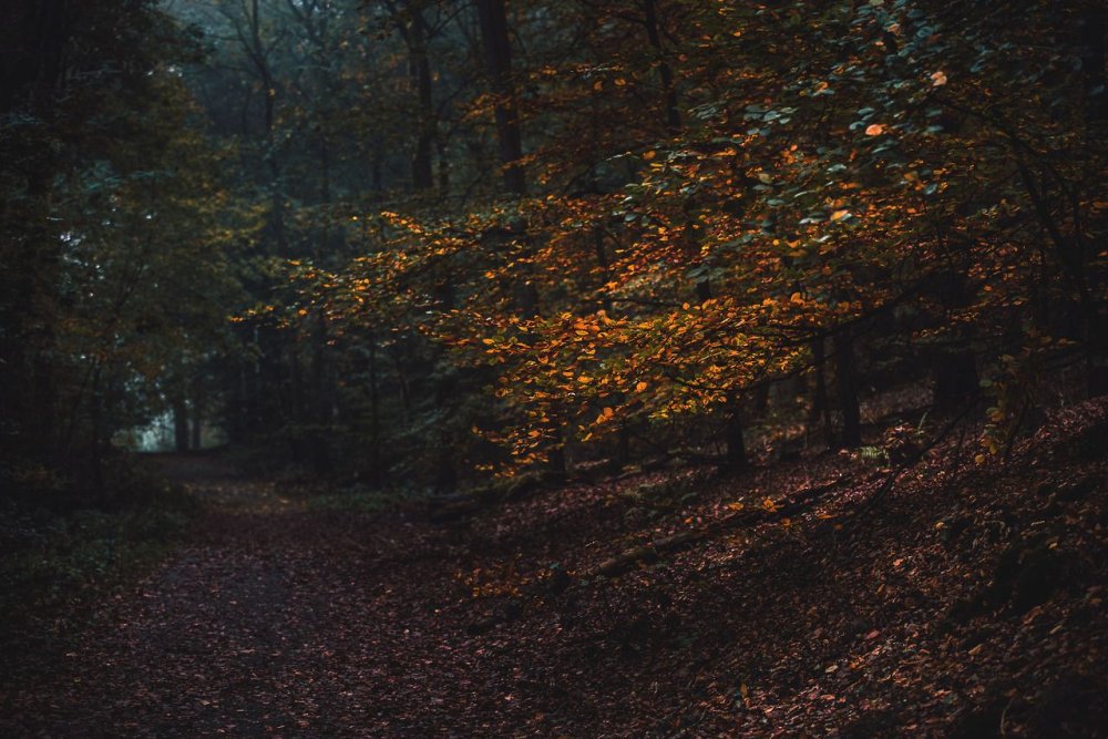 Мрачный лес осень