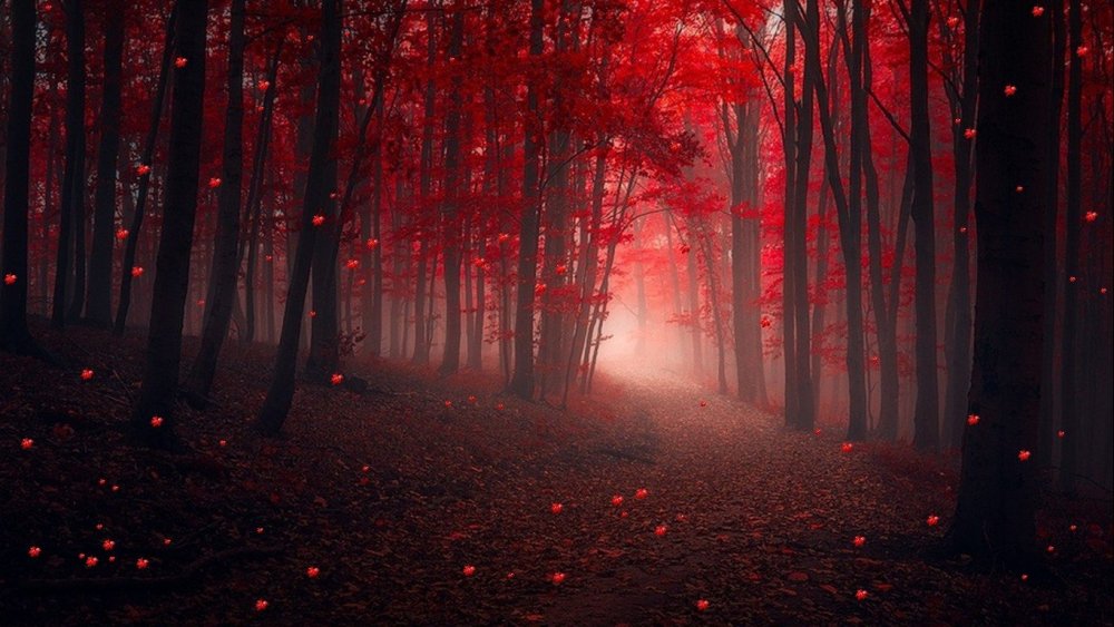 Шварцвальд красный лес
