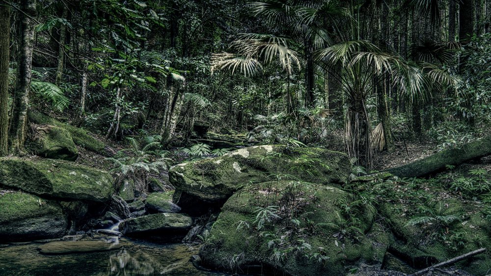 Дождевые леса Австралии