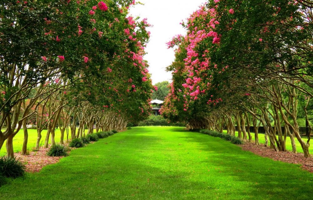 Яблоневый сад Франция