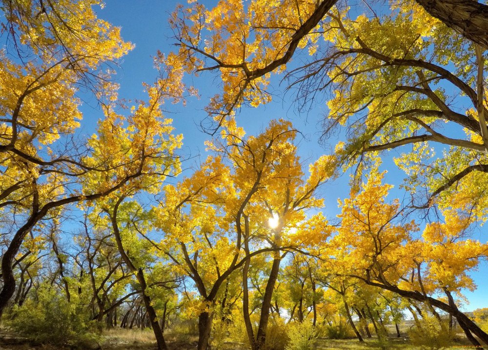 Желтые деревья осенью