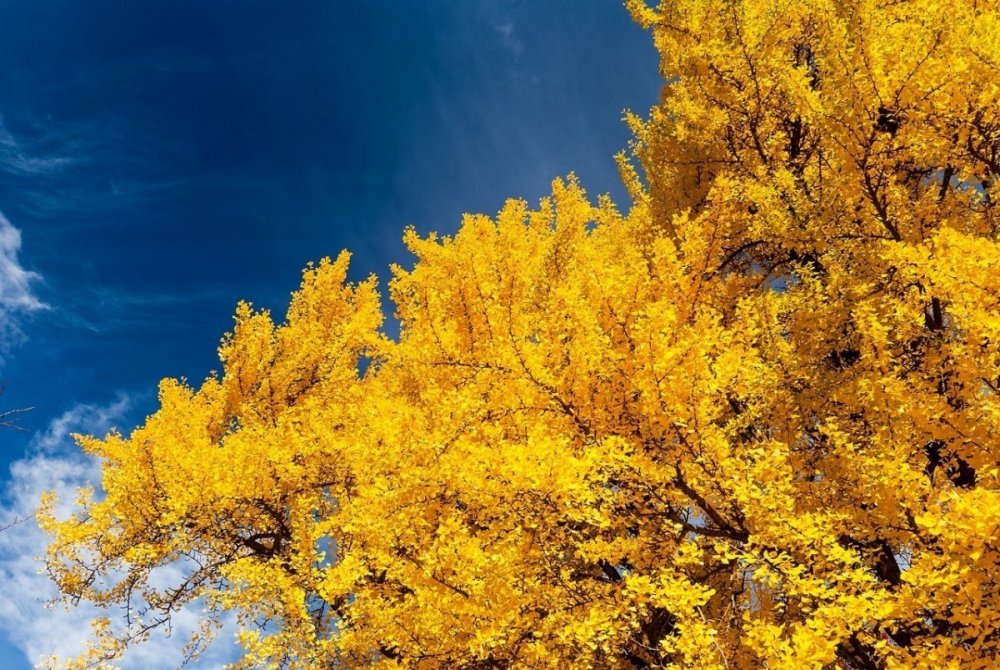 Дерево осеннее с желтыми