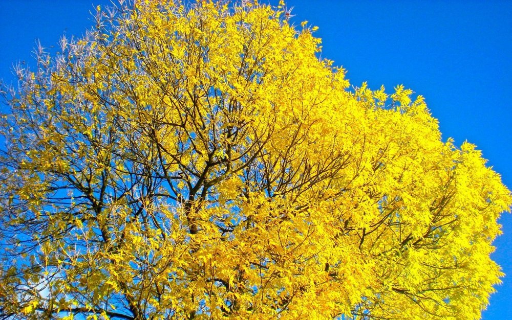 Осень желтые деревья