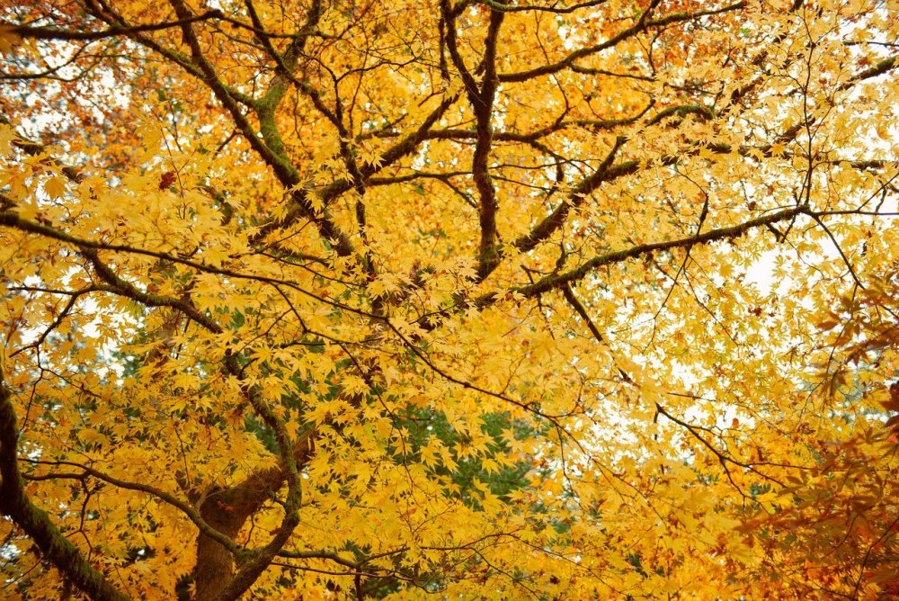 Дерево с желтыми листьями