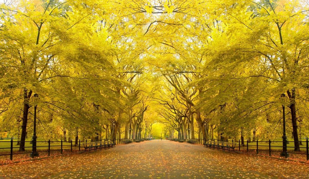 Парк с деревьями в жёлтых тонах