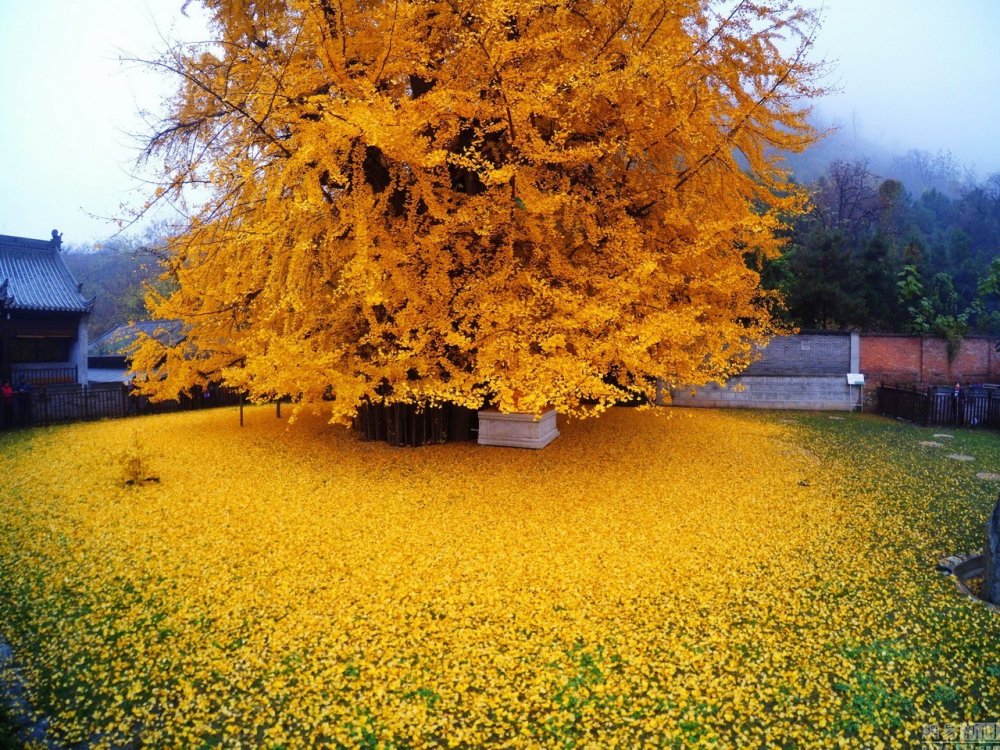 Золотое дерево гинкго Китай