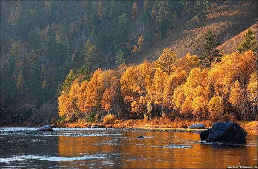 Тайга Забайкальского края осенью