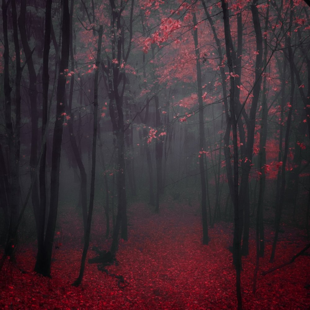 Лес в красных тонах